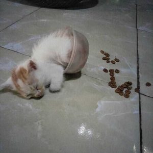 10. Tampaknya saat memberi makan kucing tidak perlu memakai mangkuk. Bukannya dihabiskan, makanannya justru berserakan karena mangkuknya dipakai untuk tidur!